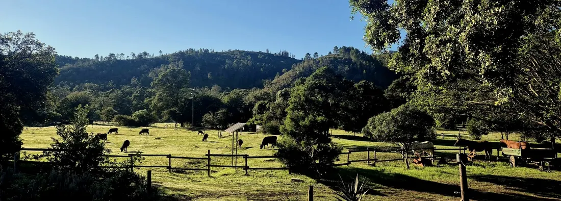 Dexter cattle grazing on the Forage Wild land in Wittedrift